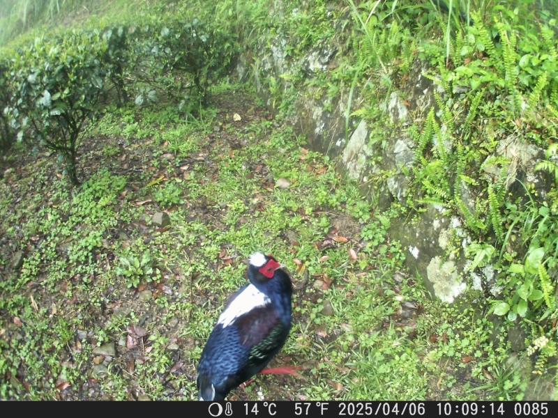 有機茶園藍腹鷴