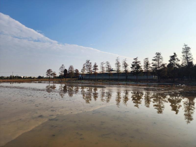 蓄水農田映照「天空之鏡」  六甲落羽松絕美倒影驚艷登場