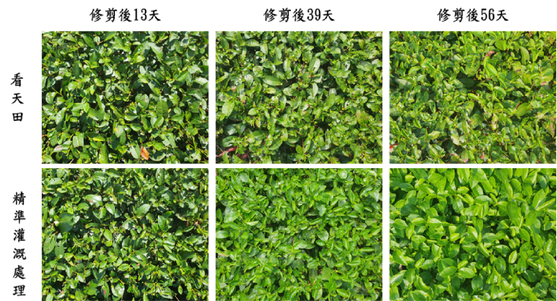 結合物聯網IoT與AI  建立茶園精準灌溉模式 