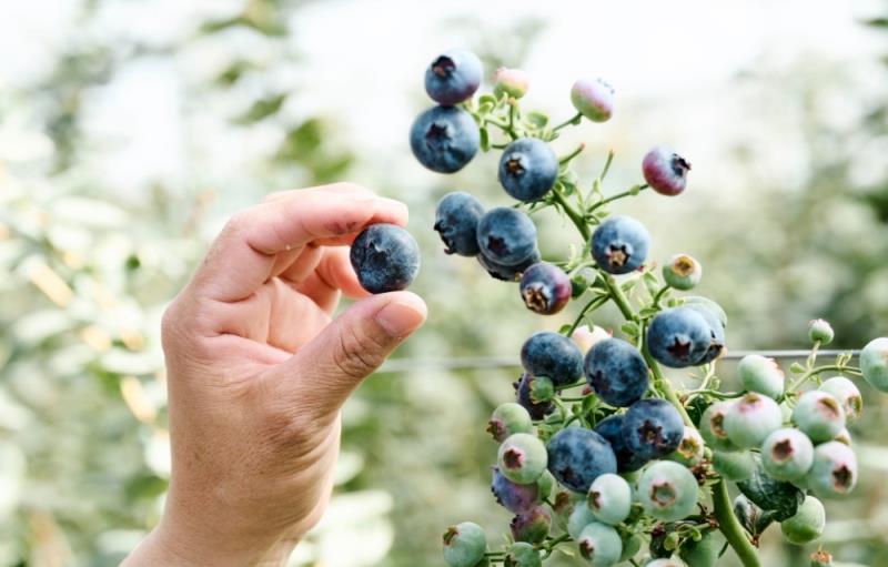 阿里山2026山丘藍產季登場 每日產地直送 