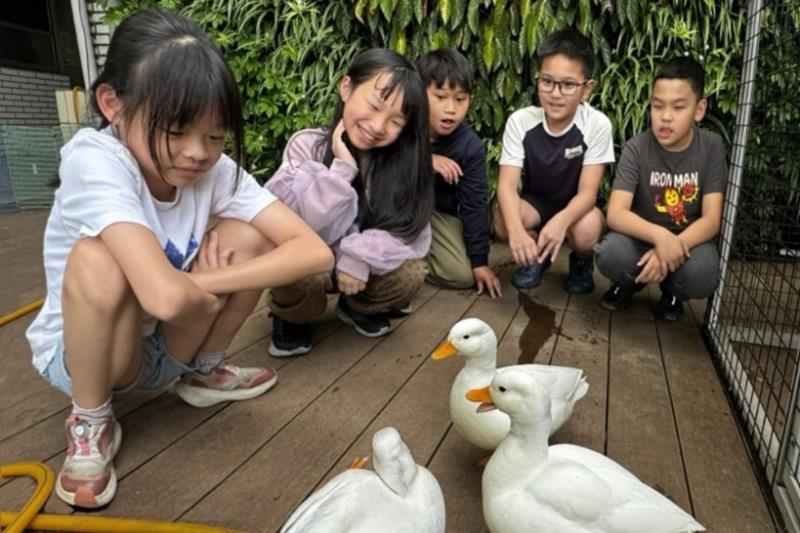 圖：桃園霄裡國小學生在校內照顧柯爾鴨，成為最好的生命教育。