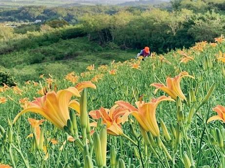 花蓮縣政府推動「團體旅遊秋冬獎勵方案」，自由行與團客雙管齊下，團體出團率已顯著成長2至3成