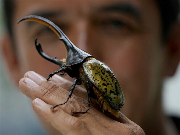 哥倫比亞解決垃圾問題新策略 請甲蟲出馬成本低還能創造收入