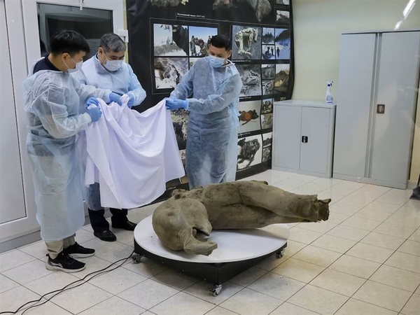 小長毛象雅納冰封5萬年 俄羅斯發現迄今保存最完整遺體