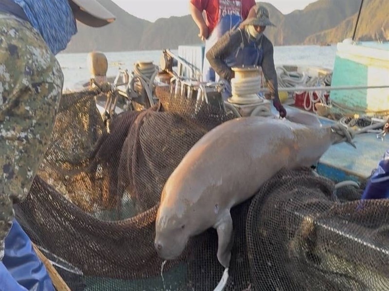 「美人魚」儒艮時隔88年現蹤宜蘭外海 誤入漁網漁民野放