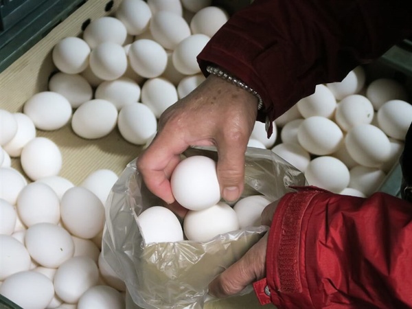 农委会：洗选鸡蛋供应无虞 商用散装较吃紧