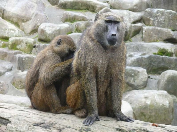 林务局：民众不得私养狒狒 全台仅3间动物园有饲养
