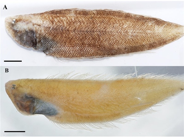 水試所發現新種深海魚 命名尖吻無線鰨