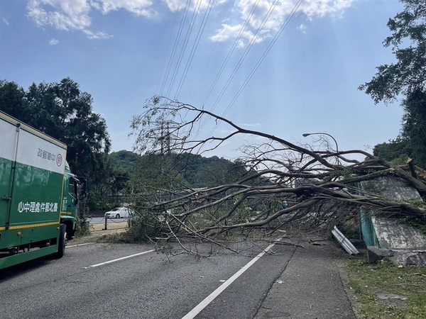 國3甲路樹橫倒阻全線車道 車流回堵近3公里