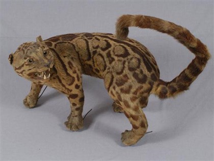 台灣雲豹疑現原民傳統領域 兩組部落巡守員目擊