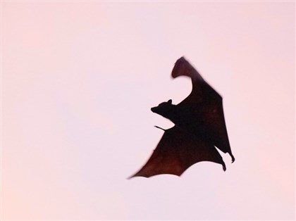 書摘／人類致命大敵？為什麼這麼多跨物種病毒宿主都是蝙蝠