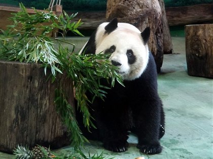 大貓熊圓圓順利生產 圓仔滿7歲前升格當姊