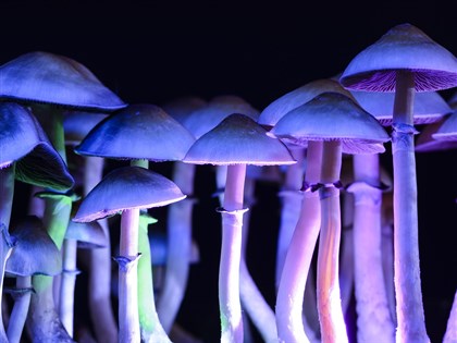 美國公投議案 俄勒岡率先贊成迷幻魔菇醫用