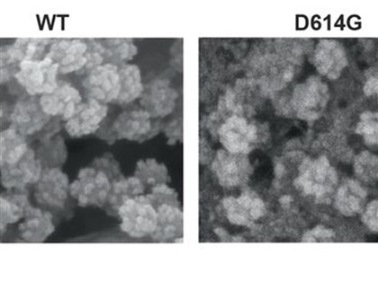 日美研究團隊證實 變異新型冠狀病毒更易傳染