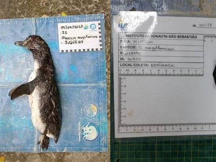 企鵝屍體胃內有口罩 防疫救星淪生態殺手