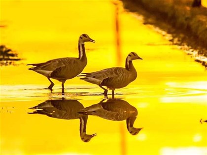 罕見高原斑頭雁首訪台灣 現蹤蘭陽平原