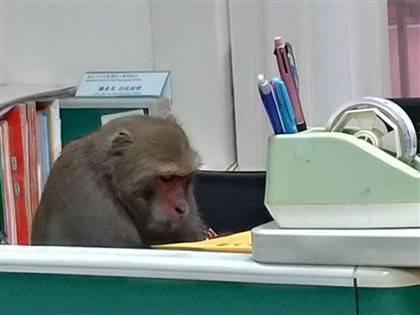 台灣獼猴闖中山大學「辦公」爆紅 學者：相當常見