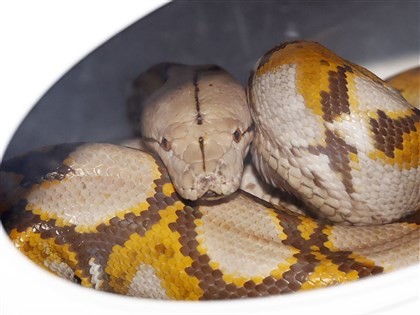 日本橫濱大蟒蛇失蹤17天找到了 捕捉順利飼主鬆口氣[影]