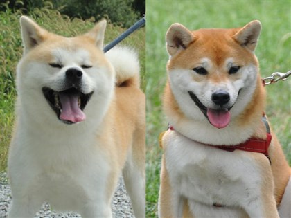 秋田犬柴犬傻傻分不清 3特徵不一樣