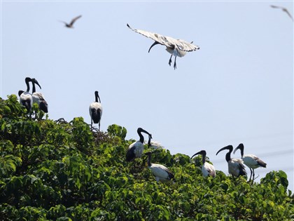 近百獵手清除埃及聖䴉逾1.6萬隻 年底全台僅剩零星[影]