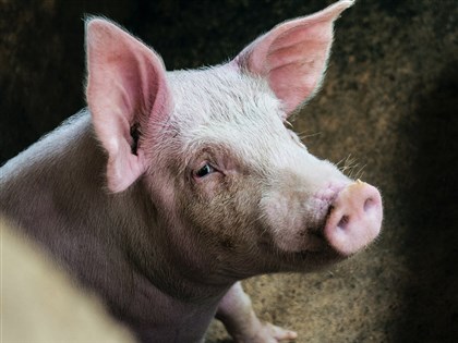 防非洲豬瘟 檢舉廚餘未蒸煮豬場獎金最高60萬元