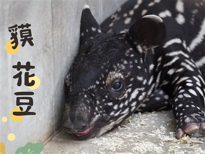 「貘花豆」勝出 動物園馬來貘寶寶新名出爐