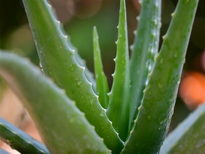 含蘆薈食品須標「孕婦忌食」警語 新制112年上路