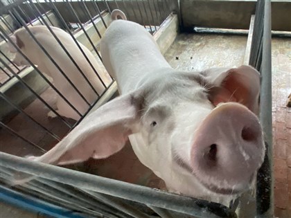 防堵非洲豬瘟 111年起疫區快遞加強查驗禁止併袋