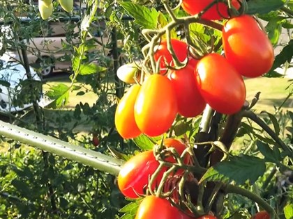日本首例基因編輯食品上市 小番茄1斤近400元含降血壓成分