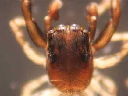 鰲鼓濕地發現3新種蠅虎蜘蛛 命名讓世界看見台灣