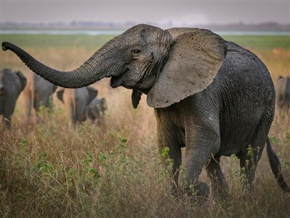 盜獵似加速演化 非洲莫三比克無牙母象增多