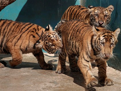 封城下沒有人類窺視 古巴動物園喜迎疫情嬰兒潮