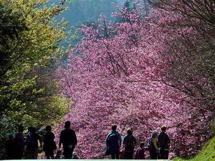 武陵農場櫻花季開放訂房 近2千間5分鐘全滿