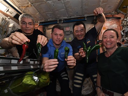 無重力下營養美味 國際太空站歡慶首批辣椒收成