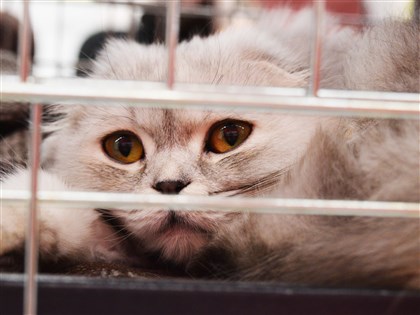 貓狗不是玩具或消費品 法國2024年起寵物店禁展售