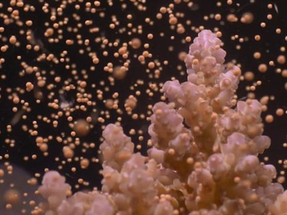 澳洲大堡礁珊瑚產卵大爆發 海底滿天星展現生機[影]