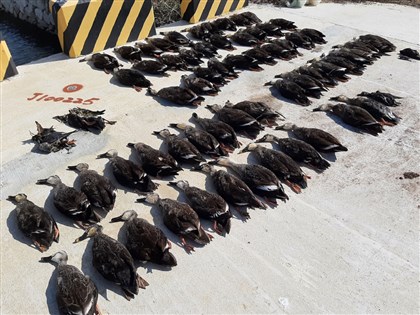 金門沙崗大量鳥類死亡  疑似誤食農藥