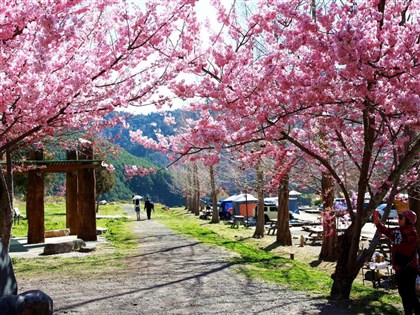 武陵農場櫻花季露營區 明年2月訂位20分鐘額滿