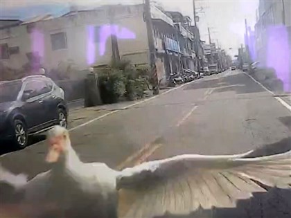 天外奇「鴨」高空俯衝撞車 無辜駕駛索賠無門