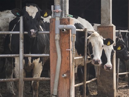 牛結節疹防疫奏效 金門牛肉春節後可望解禁 輸台灣本島