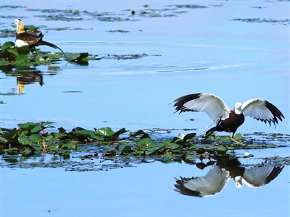 高雄營造美濃湖水雉棲地 首年引鳥築巢產19顆蛋