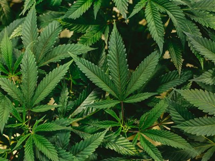 馬爾他將成歐洲大麻合法化第一國 可在家種植