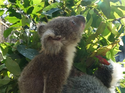 北市動物園無尾熊Grace遭安樂死 幼女長臼齒了