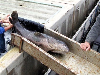 中國稱台灣活石斑檢出禁藥 暫停2漁場活魚進口