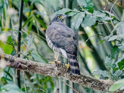 保育類鳳頭蒼鷹現蹤屏東 專家籲留意「窗殺」