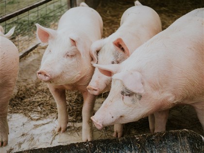泰國官方通報首例非洲豬瘟 畜牧廳：清查感染源