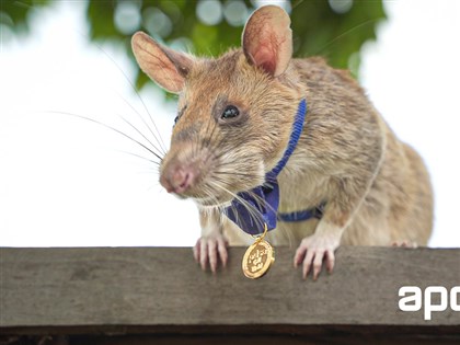 探雷英雄鼠馬加瓦辭世 在柬埔寨嗅出71地雷38未爆彈