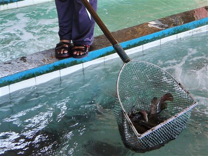 中國檢出2漁場石斑含禁藥 漁業署：抽驗合格准出口