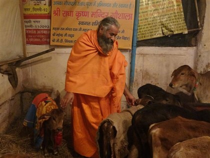 遊走天界與凡塵  印度牛成千上萬遭棄養