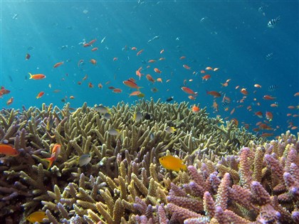 暖化重創生態 科學家：升溫就算控制在攝氏1.5度 珊瑚也會滅絕